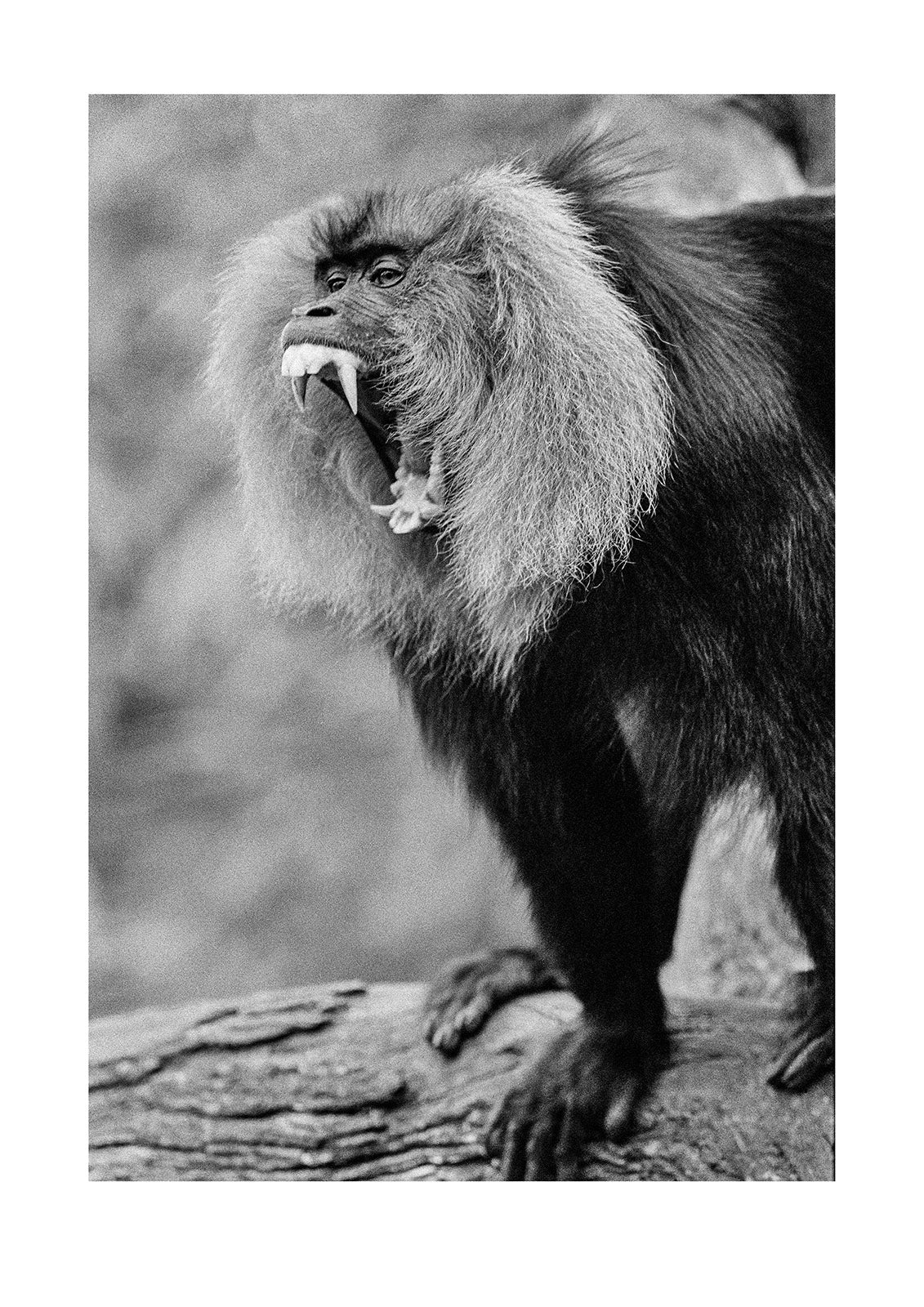 The endangered Lion-tailed Macaque from the Western Ghats in India, ranks among the rarest of Earth's primates. Captured on Ilford HP5 black and white negative film. Zoological Board of Victoria, Victoria, Australia.
