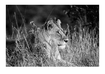 As the late afternoon light settles across the savannah a lioness watches a herd of wildebeest moving in the Great Migration. Captured on Ilford HP5 black and white negative film. Masai Mara National Reserve, Kenya.
