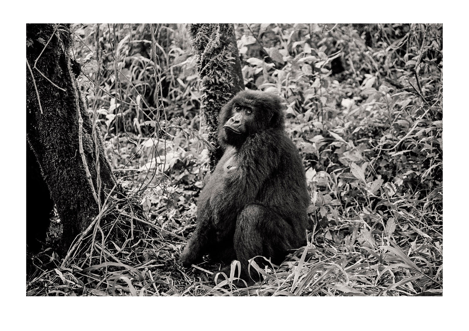 A female endangered Mountain Gorilla rests in a rainforest clearing. Captured on Ilford HP5 black and white negative film. Republic of Zaire. Now recogised as the Democratic Republic of the Congo.