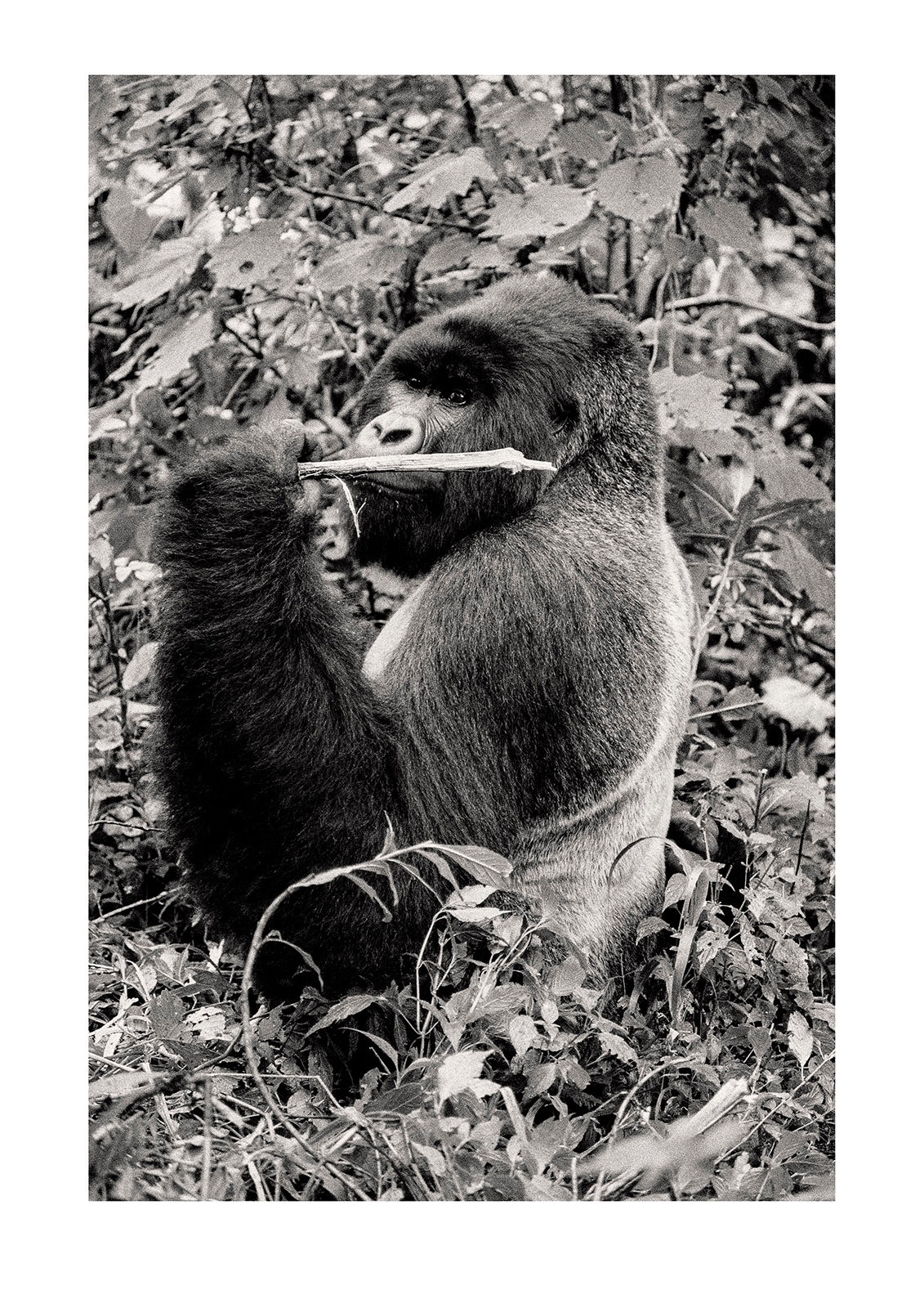 A large male silverback Mountain Gorilla feeding in an equatorial rainforest. Captured on Ilford HP5 black and white negative film. Republic of Zaire. Now recogised as the Democratic Republic of the Congo.