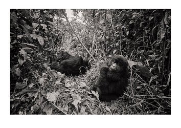 A sub-adult endangered Mountain Gorilla resting in a rainforest clearing whilst other family members wrestle. Captured on Ilford HP5 black and white negative film. Republic of Zaire. Now recogised as the Democratic Republic of the Congo.