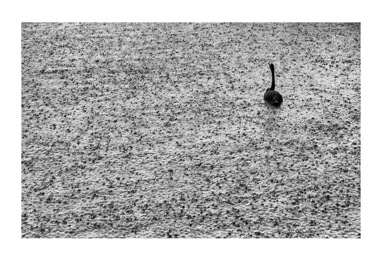 A Black Swan glides across the still waters of an inlet during a heavy downpour. Captured on Ilford HP5 black and white negative film. Metung, Victoria, Australia.