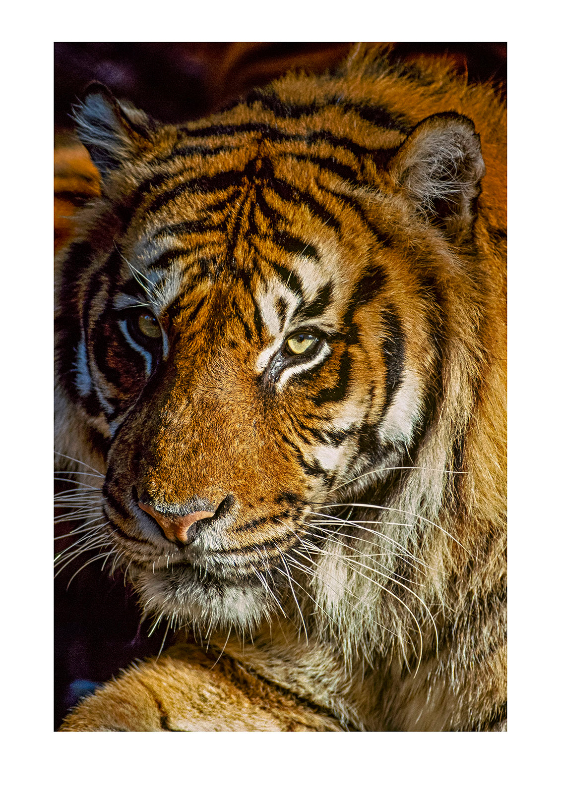 Portrait of a majestic hunter, the Sumatran male tiger. Melbourne Zoo, Victoria, Australia.