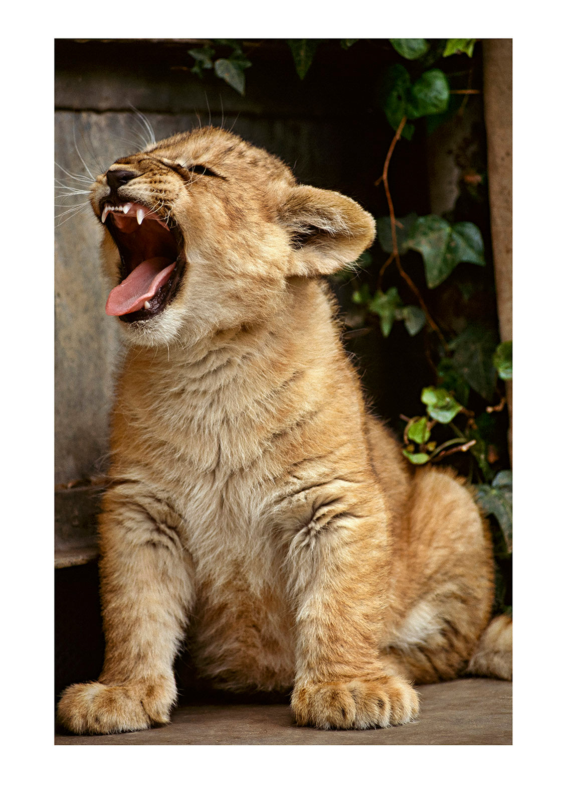 A yawning eight-week-old female lion cub. Melbourne Zoo, Victoria, Australia.