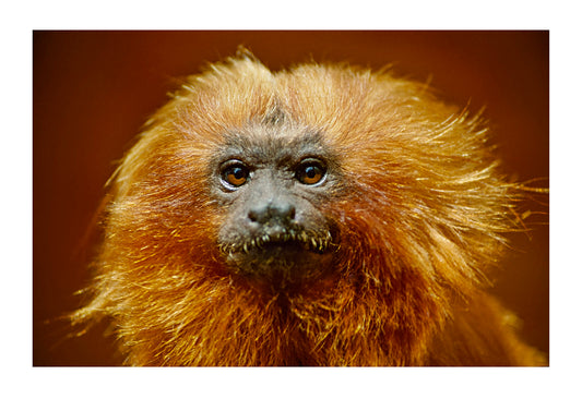 Portrait of an endangered golden lion tamarin with orange-gold mane. Melbourne Zoo, Victoria, Australia.