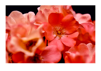 A delicately textured peach-pink, 'old fashioned' carpet rose. Jamieson, Victoria, Australia.