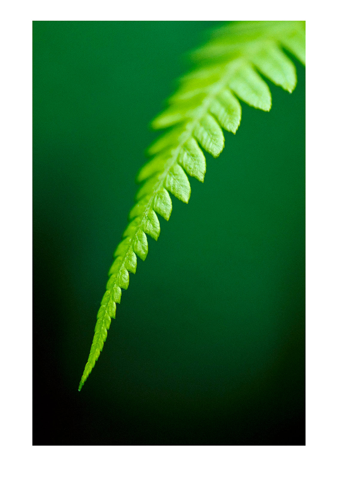 A king fern frond emerges from deep green forest shadows. Bunyip State Forest, Victoria, Australia.