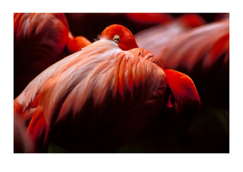 A Greater Flamingo sleeps with its head beneath wing feathers HongKong Zoological Gardens, Hong Kong