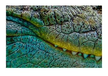 Close-up of a Saltwater Estuarine Crocodile's scales, jaw and teeth. Alice Springs Desert Park, Northern Territory, Australia.
