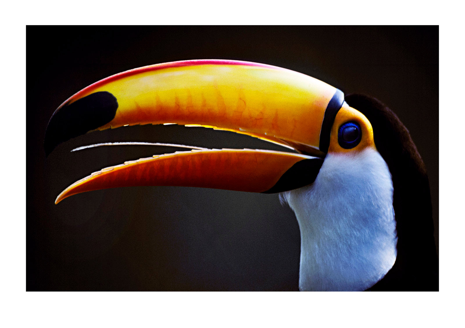 A colorful Toco Toucan's tongue, eye and yellow, orange and red beak. Rio Zoo, Brasil.