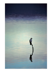 A Little Pied Cormorant reflected on a vast becalmed harbour lake. Princess Royal Harbour, Albany, Western Australia.