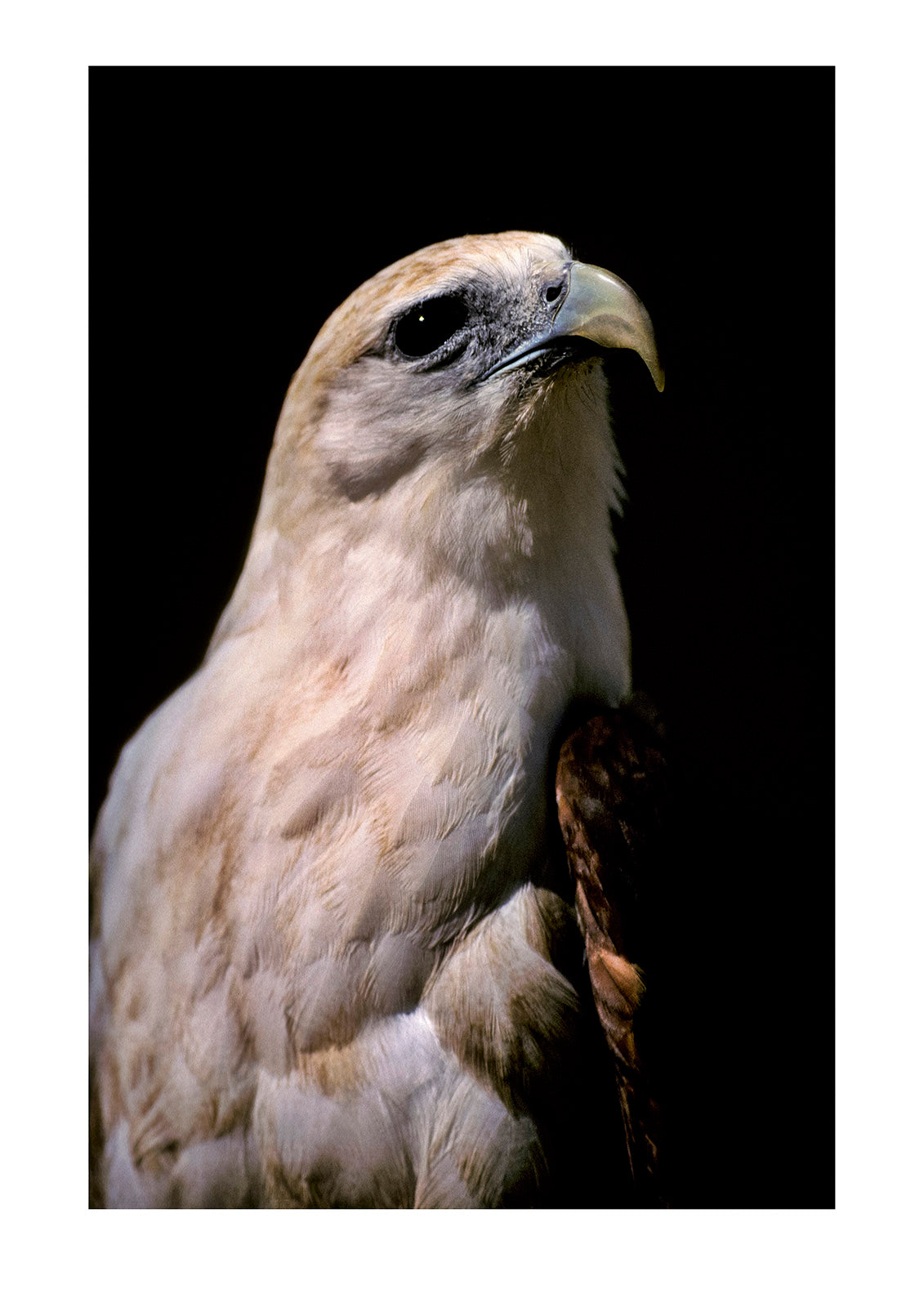 The head and powerful beak of the majestic Brahminy Kite.  Berry Springs, Northern Territory, Australia.