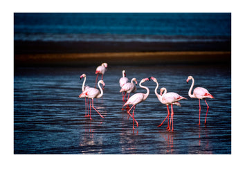 Greater flamingos in an elegant courtship dance in a salt flat. Skeleton Coast National Park, Namibia.