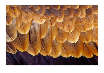 A wedge-tailed eagle's wing feather create an abstract design. Alice Springs Desert Park, Northern Territory, Australia.