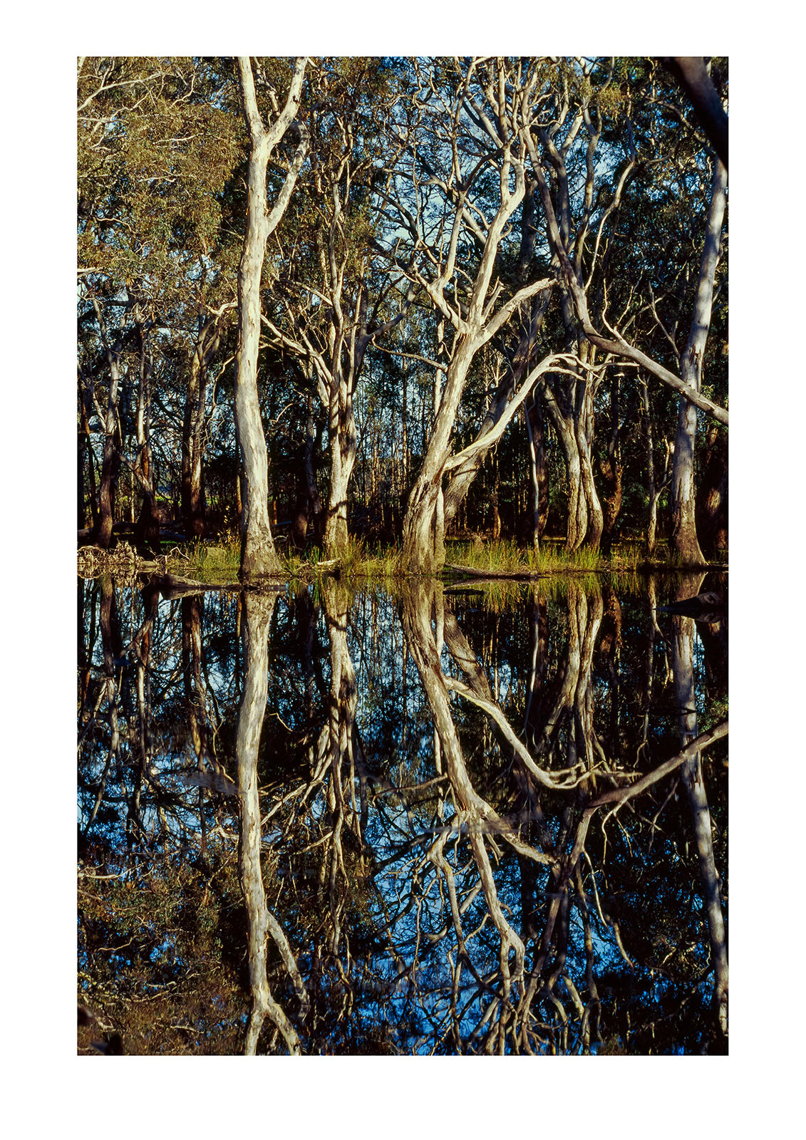 Rough-barked manna and blue-gum trees reflected in a wetland at dawn. Ropers Wetland, Cygnet River Valley, Kangaroo Island, South Australia.