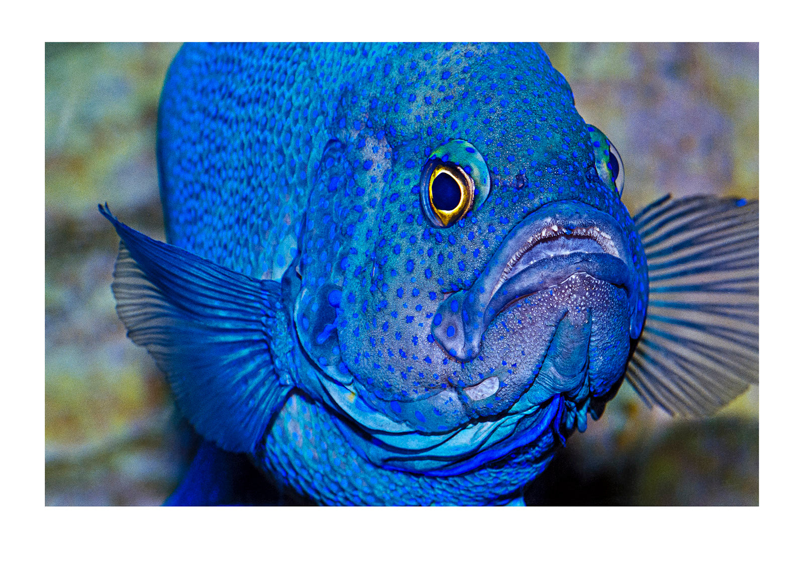 Southern Blue Devil Fish - by National Geographic Photographer Jason  Edwards.