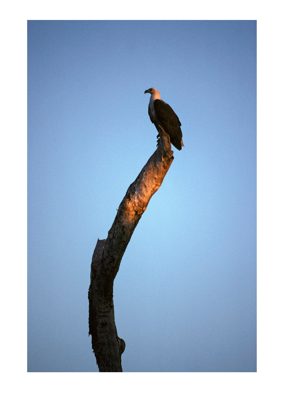 A majestic White-bellied Sea-eagle surveys it's territory from a stag. Yellow Waters, Kakadu National Park, Northern Territory, Australia.