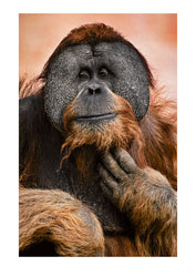 A male Sumatran Orangutan with wide cheek flanges, scratches his chin. Melbourne Zoo, Victoria Australia