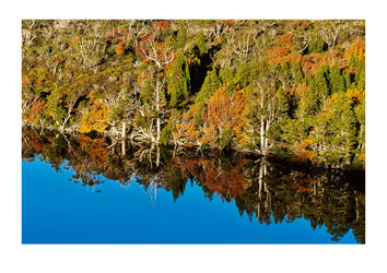 Australia's only deciduous tree the Fagus or Beech Nothofagus gunnii. Cradle Mountain Lake Saint Clair National Park, Tasmania, Australia.