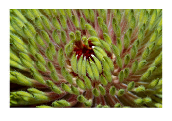 Close up of an opening banksia blossom showing the furry petals. Jan Juc, Victoria, Australia.