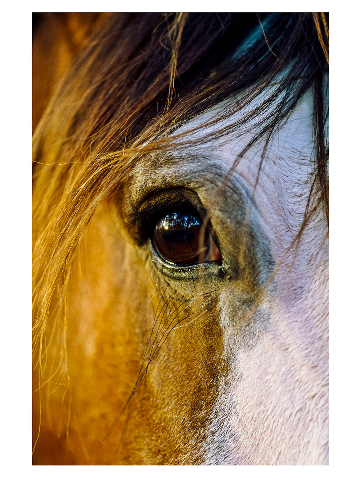 Close up of the face and right eye of a Clydesdale draft horse. near Rheola, Central Victoria, Australia.
