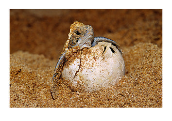 An endangered green sea turtle hatchling emerges from its egg. Bentota, Sri Lanka.