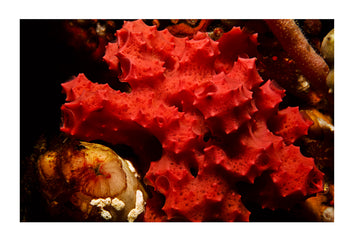 A bright pink Sponge of the Darwinella sp. on a coral reef. Kangaroo Island, South Australia.