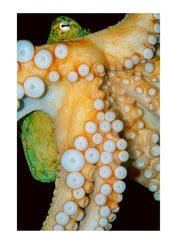Alien looking suction pads and eye of an octopus. Merimbula Aquarium, New South Wales, Australia.