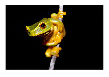 A dainty green tree frog climbing on a thin twig with orange feet. Big Mitchell Creek, Queensland, Australia.