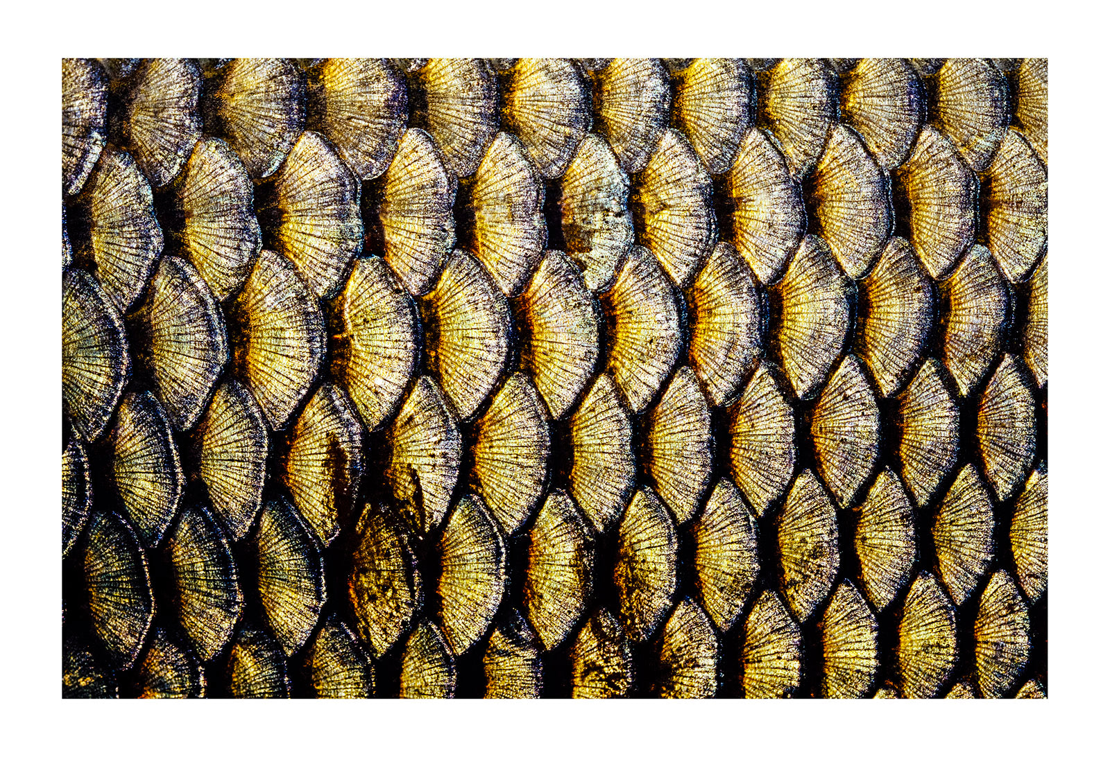 The intricate patterns of an introduced freshwater Carp's scales. Mundiwa Station, New South Wales, Australia.