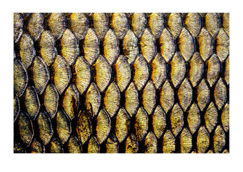 The intricate patterns of an introduced freshwater Carp's scales. Mundiwa Station, New South Wales, Australia.