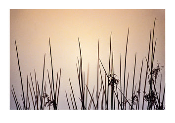 The pre-dawn light and the delicate form of wetland reeds in the mist. The Pit, Albury, New South Wales, Australia.