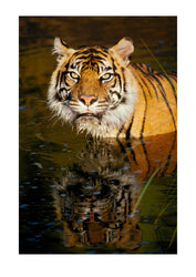 The critically endangered Sumatran Tiger is facing an increasingly difficult fight for survival. There are less than 800x individuals and numbers are steadily declining due to habit loss and poaching. International efforts have been underway for years to reverse this trend, however the remote and tangled forests that are the tigers sanctuary make monitoring and protection difficult.