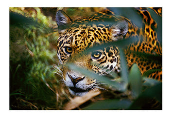 Jaguar (panthera onca), stalking, peers through leaves at the camera. Pantanal Swamps, Brazil.
