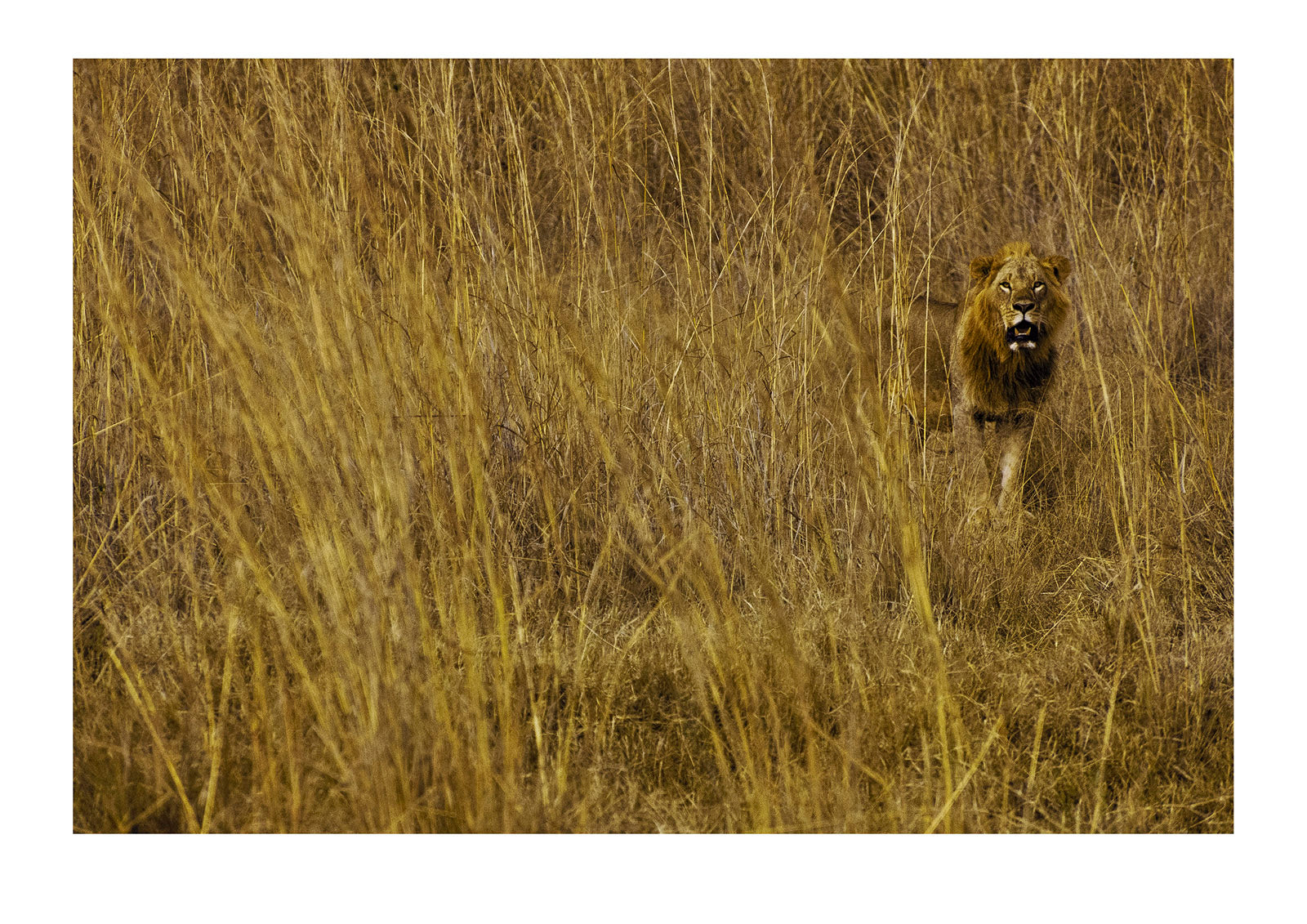 Male lion lets his presence be known while patrolling his territory. Nairobi National Park, Kenya.