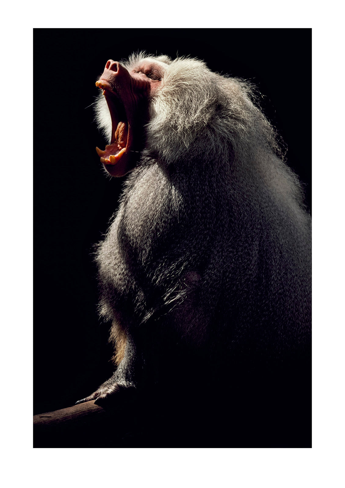 A Sacred Baboon (Papio hamondryas) lets out an early morning yawn. Melbourne Zoological Gardens, Melbourne Zoo, Victoria, Australia.