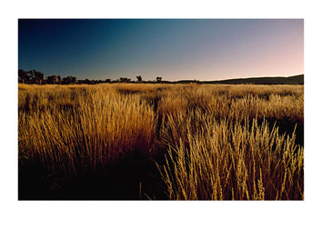 View at dawn of a field of spinifex grasses, Western Australia. Pilbara Ranges, Western Australia, Australia.