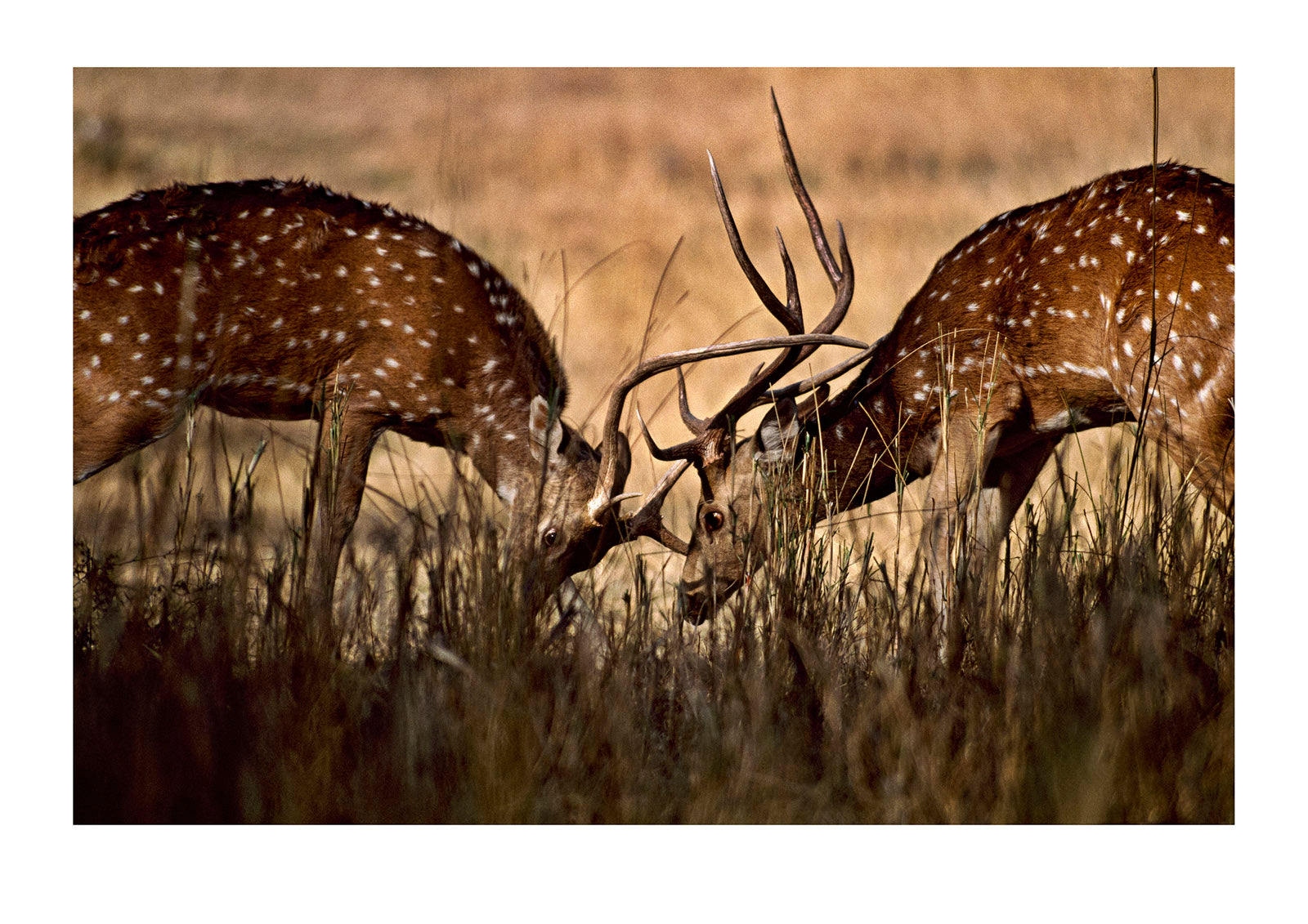 A pair of axis deer battle for territorial and mating rights. Ranthambhor National Park, India.
