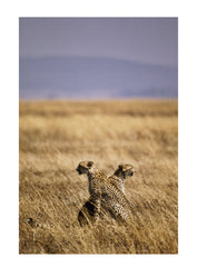 A coalition is how we refer to Cheetah when they move in numbers. Aside from mothers and cubs, a coalition of Cheetah usually consists of brothers raised in the same litter. There are obvious benefits to hunting as a pair, but there are also inherent risks when females are involved. A dominance hierarchy is established that at times can end the brothers journey together.