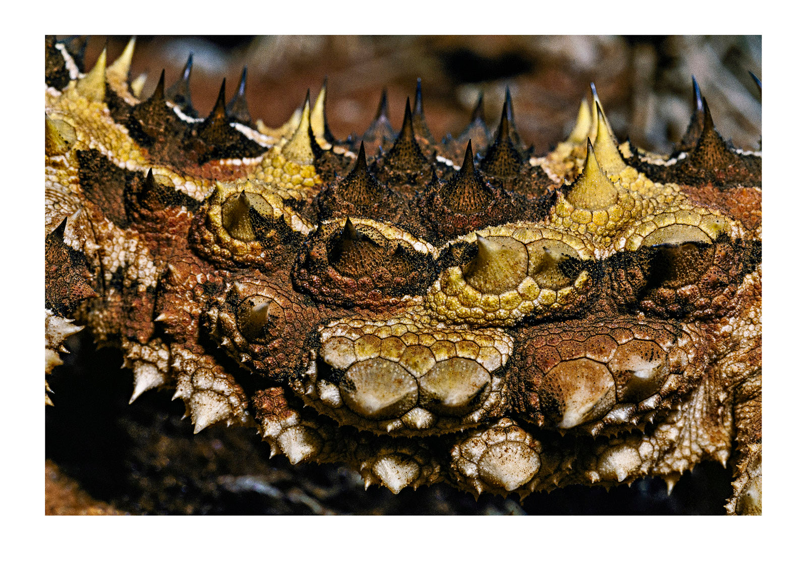 A close-view of the jagged skin and thorns of a thorny devil lizard. Unnamed Conservation Park, South Australia, Australia.