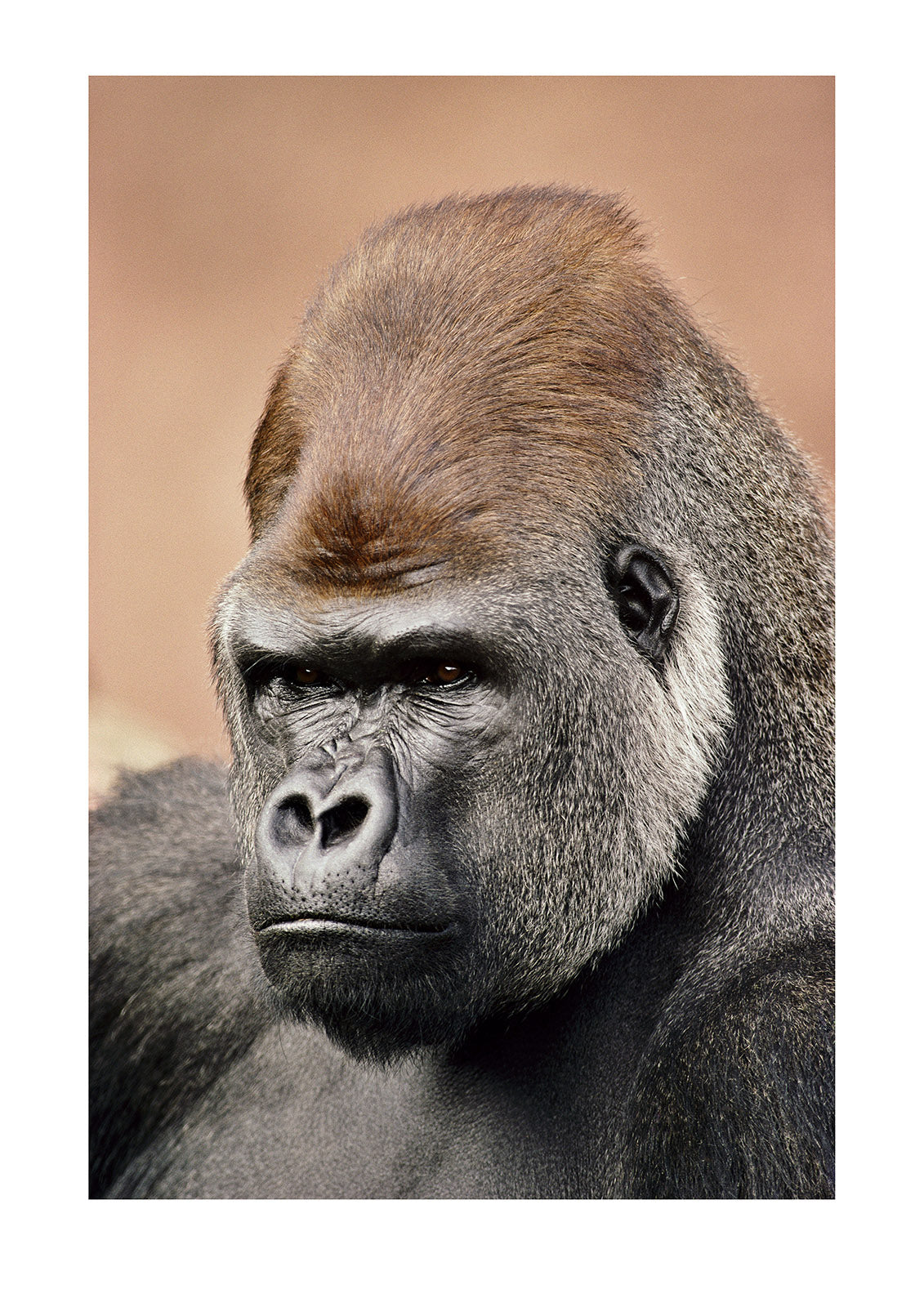 A portrait of a western lowland gorilla silverback. Melbourne Zoo, Melbourne, Victoria, Australia