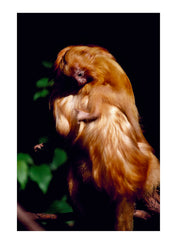 A mother golden lion tamarin carries her offspring on her back. Melbourne Zoo, Melbourne, Victoria, Australia.