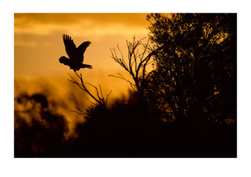 A red-tailed black cockatoo soars at sunset. Western Australia, Australia.