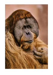 A portrait of the rare Sumatran orangutan (Pongo pygmaeus). Melbourne Zoo, Melbourne, Victoria, Australia.