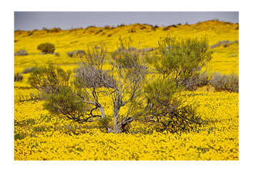 Wildflowers blanket Simpson Desert sand dunes after rare rainstorms. Simpson Desert National Park, South Australia, Australia.
