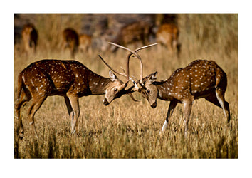 Male axis deer lock antlers during a territorial battle. Ranthambhore National Park, India.