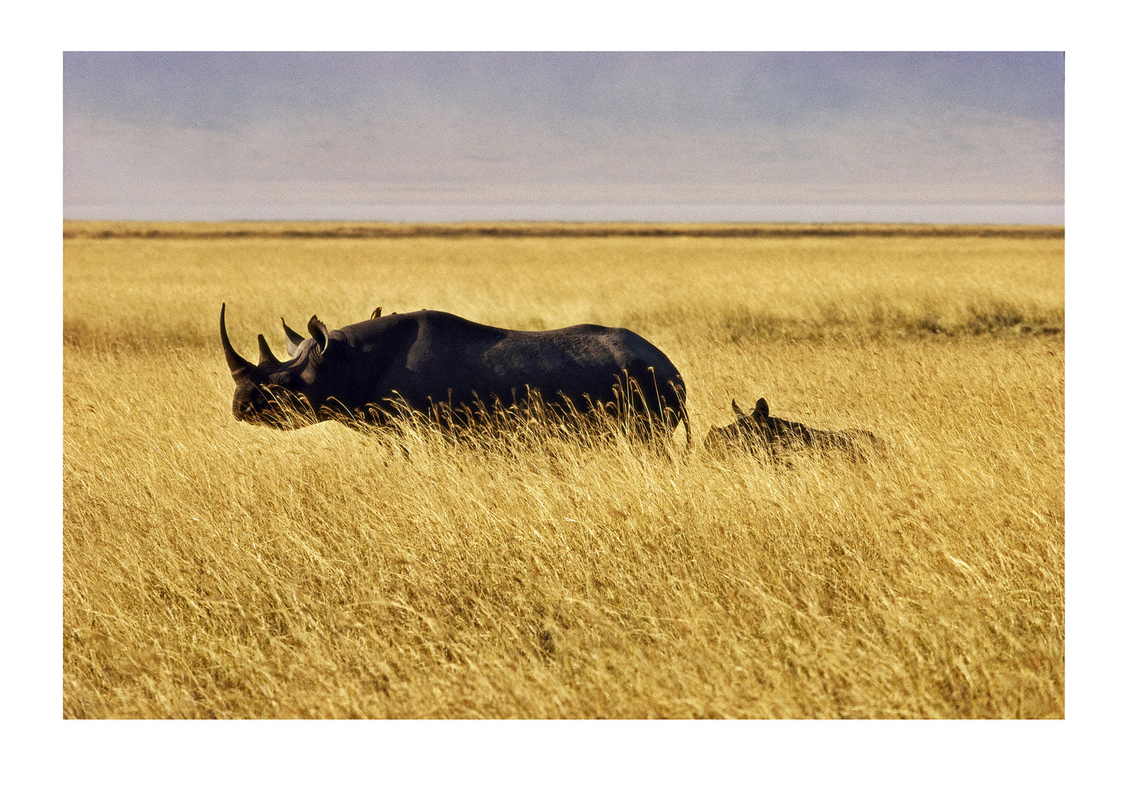 A black rhinoceros and her calf in tall grass. Ngorongoro Crater, Ngorongoro Conservation Area, Great Rift Valley, Tanzania.