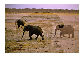 Multiple exposure of African elephants crossing a plain. Hwange National Park, Zimbabwe.