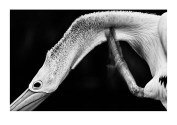 An Australian pelican scratches its neck. Victoria, Australia.