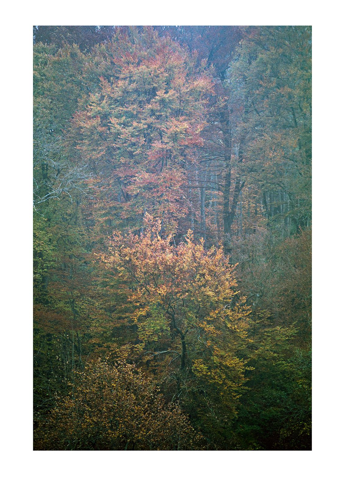 A fog-shrouded deciduous forest in early autumn. Swabian Alb, Baden-Wurttemberg, Germany.
